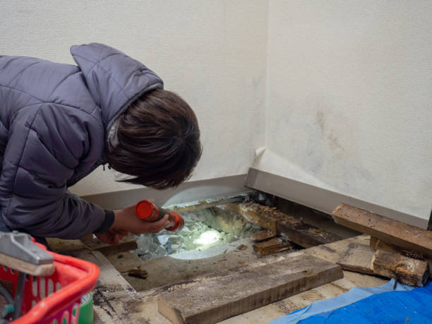 Best Airborne Mold Testing  in Chicago, IL