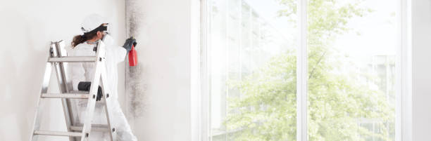 Best Commercial Mold Inspection  in Chicago, IL